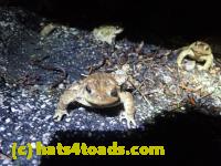 /home//u458753944/public_html/sourcegallery//Roxborough Toad Detour/2022/2022-03-19/P3190917.JPG